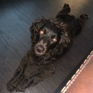 Meet your Posher, Amber